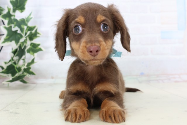 福岡県のミニチュアダックスフンド(ロング) (Coo&RIKU小倉店/2025年11月19日生まれ/男の子/チョコレートタン)の子犬の1枚目の画像