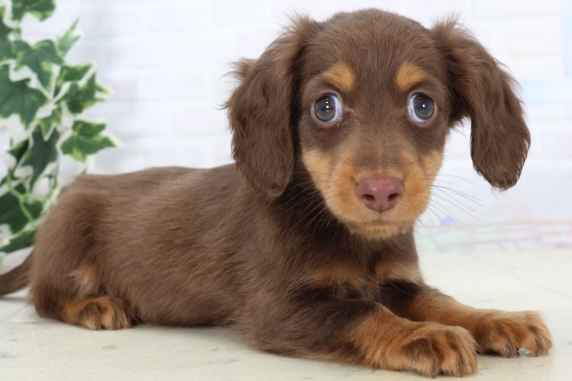 福岡県のミニチュアダックスフンド(ロング) (Coo&RIKU小倉店/2025年11月19日生まれ/男の子/チョコレートタン)の子犬の2枚目の画像