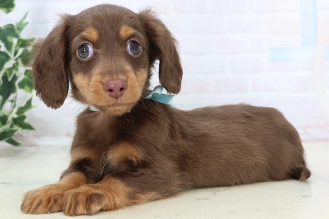 福岡県のミニチュアダックスフンド(ロング) (Coo&RIKU小倉店/2025年11月19日生まれ/男の子/チョコレートタン)の子犬の3枚目の画像