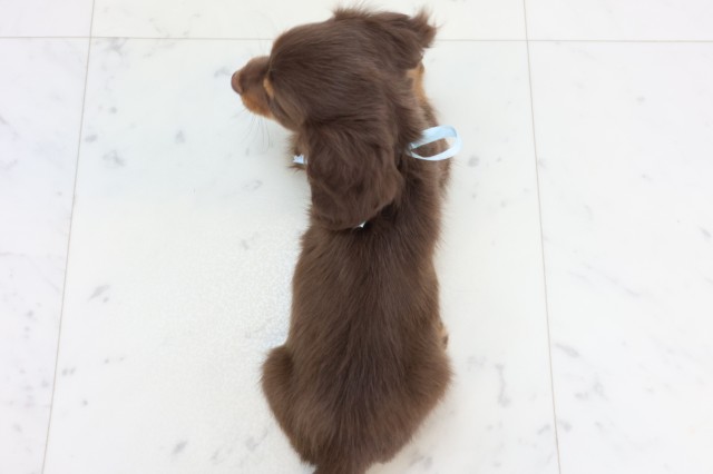 福岡県のミニチュアダックスフンド(ロング) (Coo&RIKU小倉店/2025年11月19日生まれ/男の子/チョコレートタン)の子犬の4枚目の画像