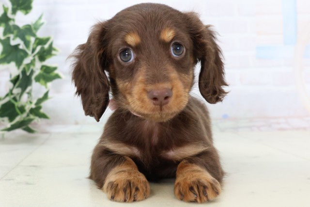 福岡県のミニチュアダックスフンド(ロング) (Coo&RIKUフォレストシティ春日店/2025年11月19日生まれ/女の子/チョコレートタン)の子犬の1枚目の画像