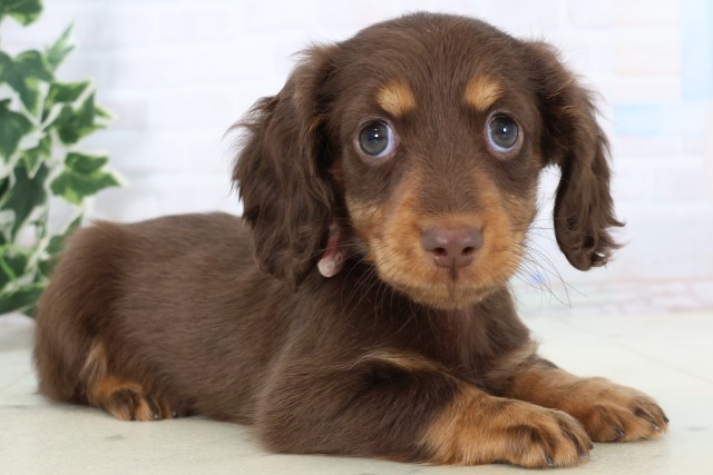 福岡県のミニチュアダックスフンド(ロング) (Coo&RIKUフォレストシティ春日店/2025年11月19日生まれ/女の子/チョコレートタン)の子犬の2枚目の画像