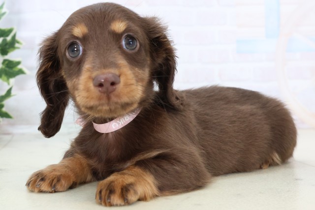 福岡県のミニチュアダックスフンド(ロング) (Coo&RIKUフォレストシティ春日店/2025年11月19日生まれ/女の子/チョコレートタン)の子犬の3枚目の画像