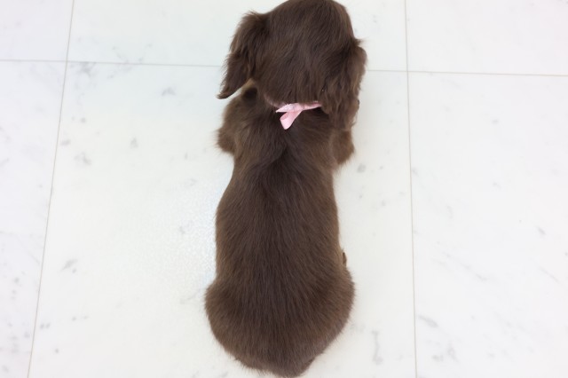 福岡県のミニチュアダックスフンド(ロング) (Coo&RIKUフォレストシティ春日店/2025年11月19日生まれ/女の子/チョコレートタン)の子犬の4枚目の画像