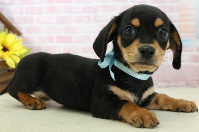 福岡県のチワックス(チワワ×ダックス) (Coo&RIKU久留米店/2025年11月17日生まれ/男の子/ブラックタン)の子犬の2枚目の画像