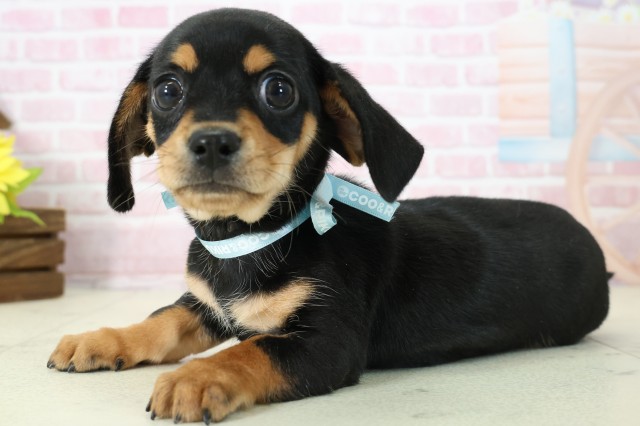 福岡県のチワックス(チワワ×ダックス) (Coo&RIKU久留米店/2025年11月17日生まれ/男の子/ブラックタン)の子犬の3枚目の画像