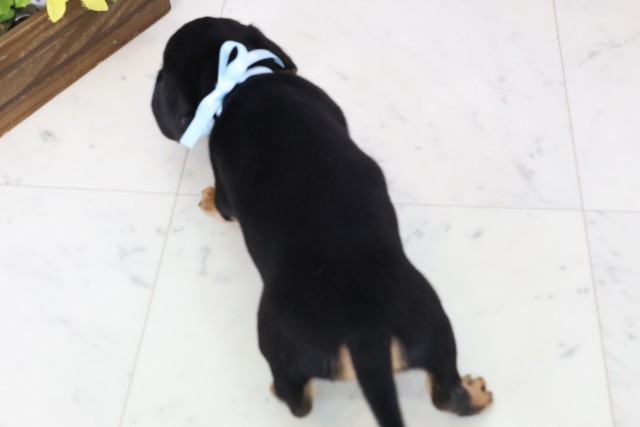 福岡県のチワックス(チワワ×ダックス) (Coo&RIKU久留米店/2025年11月17日生まれ/男の子/ブラックタン)の子犬の4枚目の画像