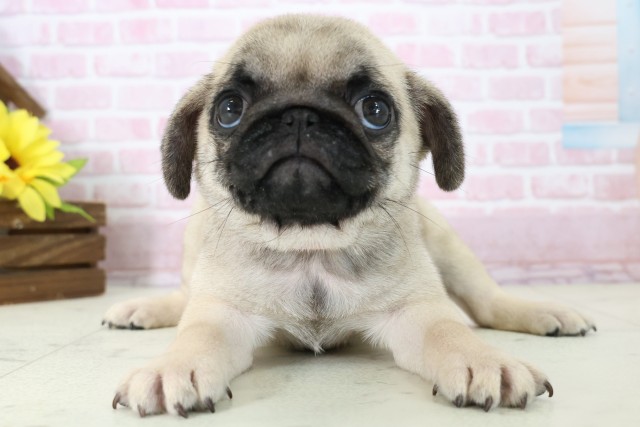 福岡県のパグ (Coo&RIKU久留米店/2025年11月18日生まれ/女の子/フォーン)の子犬の1枚目の画像