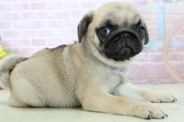 福岡県のパグ (Coo&RIKU久留米店/2025年11月18日生まれ/女の子/フォーン)の子犬の2枚目の画像