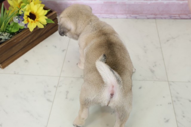 福岡県のパグ (Coo&RIKU久留米店/2025年11月18日生まれ/女の子/フォーン)の子犬の4枚目の画像