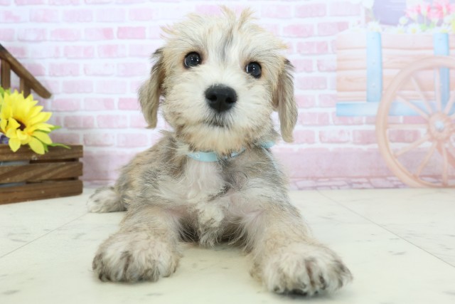 長崎県のハーフ犬・ミックス犬 (Coo&RIKU大村店/2025年11月18日生まれ/男の子/ソルトペッパー)の子犬の1枚目の画像