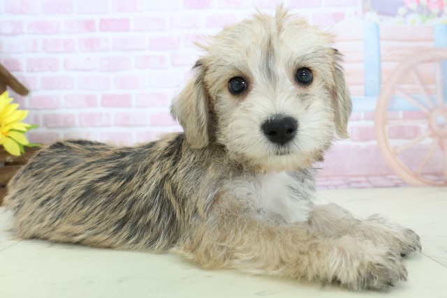 長崎県のハーフ犬・ミックス犬 (Coo&RIKU大村店/2025年11月18日生まれ/男の子/ソルトペッパー)の子犬の2枚目の画像