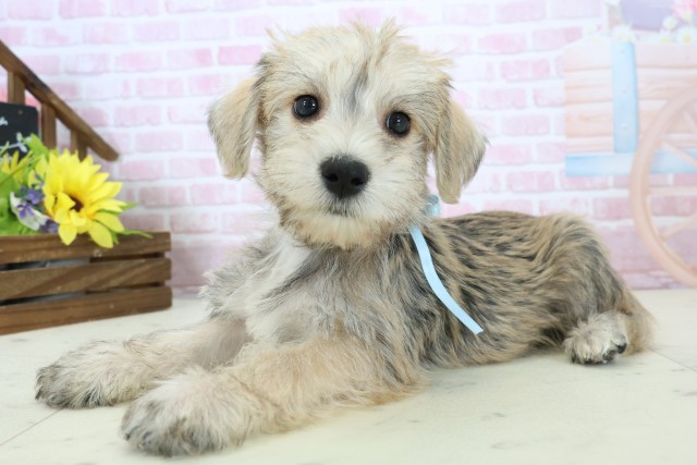 長崎県のハーフ犬・ミックス犬 (Coo&RIKU大村店/2025年11月18日生まれ/男の子/ソルトペッパー)の子犬の3枚目の画像