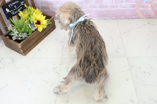 長崎県のハーフ犬・ミックス犬 (Coo&RIKU大村店/2025年11月18日生まれ/男の子/ソルトペッパー)の子犬の4枚目の画像