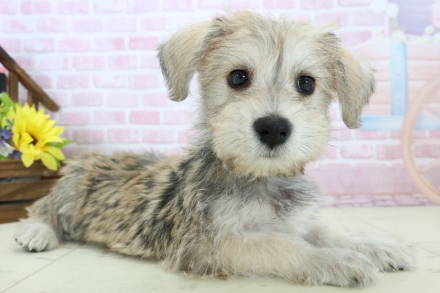 鹿児島県のハーフ犬・ミックス犬 (Coo&RIKU鹿屋店/2025年11月18日生まれ/男の子/ソルトペッパー)の子犬の2枚目の画像