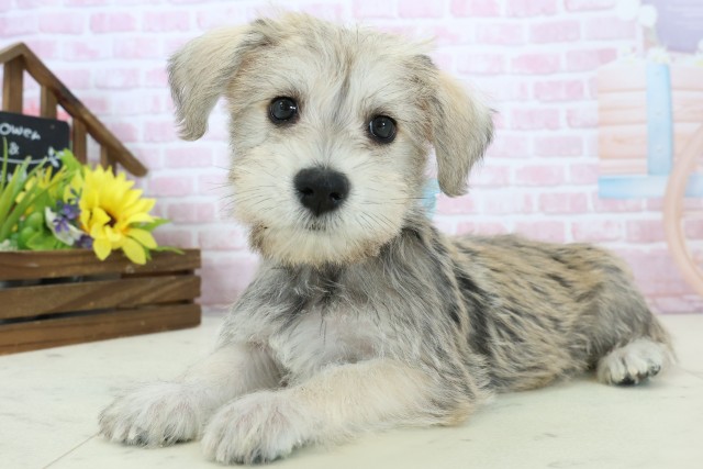 鹿児島県のハーフ犬・ミックス犬 (Coo&RIKU鹿屋店/2025年11月18日生まれ/男の子/ソルトペッパー)の子犬の3枚目の画像