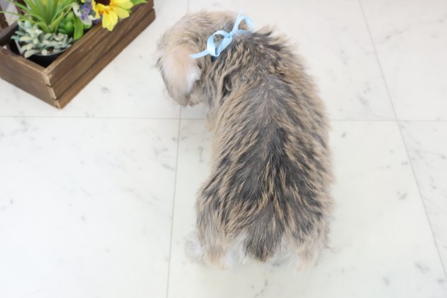 鹿児島県のハーフ犬・ミックス犬 (Coo&RIKU鹿屋店/2025年11月18日生まれ/男の子/ソルトペッパー)の子犬の4枚目の画像