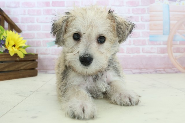 福岡県のハーフ犬・ミックス犬 (Coo&RIKU大牟田店/2025年11月18日生まれ/男の子/ソルトペッパー)の子犬の1枚目の画像