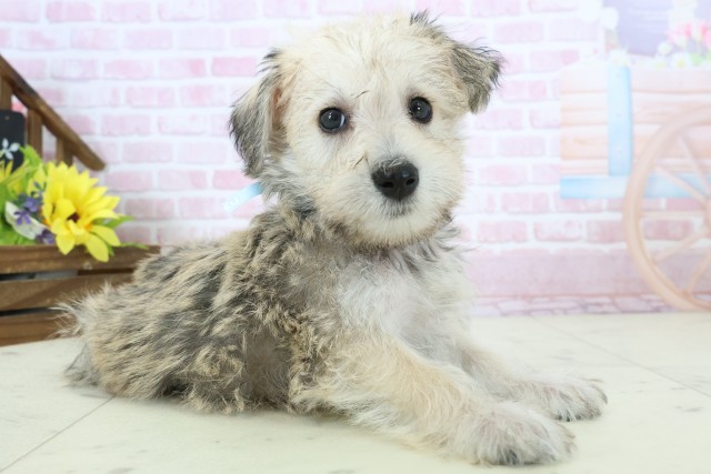 福岡県のハーフ犬・ミックス犬 (Coo&RIKU大牟田店/2025年11月18日生まれ/男の子/ソルトペッパー)の子犬の2枚目の画像