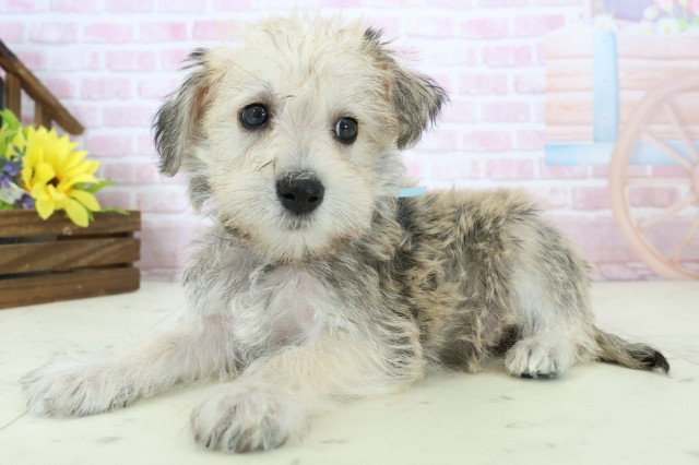 福岡県のハーフ犬・ミックス犬 (Coo&RIKU大牟田店/2025年11月18日生まれ/男の子/ソルトペッパー)の子犬の3枚目の画像