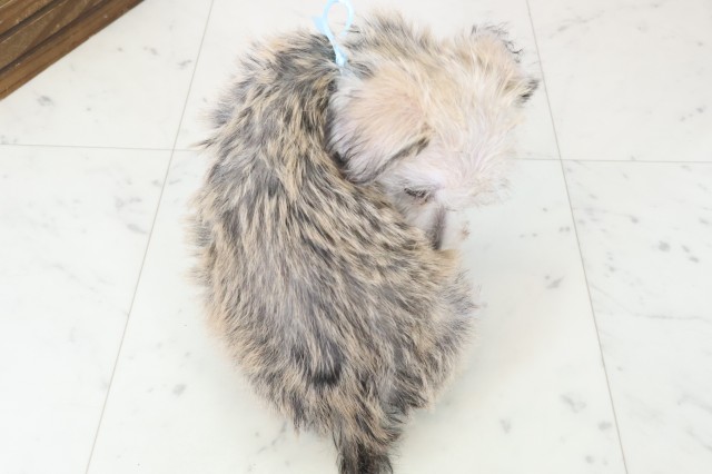 福岡県のハーフ犬・ミックス犬 (Coo&RIKU大牟田店/2025年11月18日生まれ/男の子/ソルトペッパー)の子犬の4枚目の画像