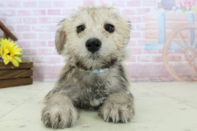 長崎県のハーフ犬・ミックス犬 (Coo&RIKU長崎浜町店/2025年11月18日生まれ/男の子/ソルトペッパー)の子犬の1枚目の画像