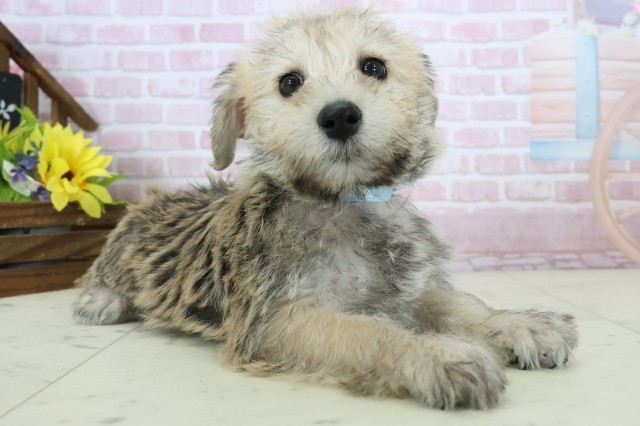 長崎県のハーフ犬・ミックス犬 (Coo&RIKU長崎浜町店/2025年11月18日生まれ/男の子/ソルトペッパー)の子犬の2枚目の画像