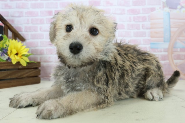 長崎県のハーフ犬・ミックス犬 (Coo&RIKU長崎浜町店/2025年11月18日生まれ/男の子/ソルトペッパー)の子犬の3枚目の画像