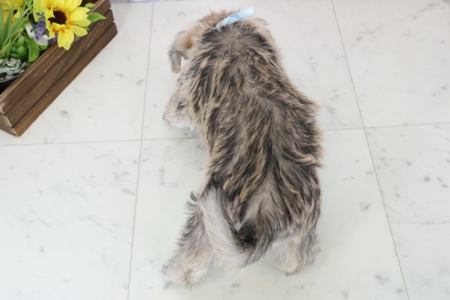 長崎県のハーフ犬・ミックス犬 (Coo&RIKU長崎浜町店/2025年11月18日生まれ/男の子/ソルトペッパー)の子犬の4枚目の画像