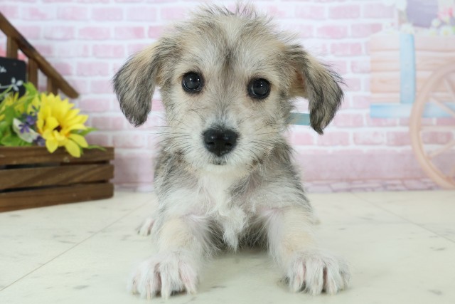 福岡県のハーフ犬・ミックス犬 (Coo&RIKU小倉店/2025年11月18日生まれ/男の子/ソルトペッパー)の子犬の1枚目の画像