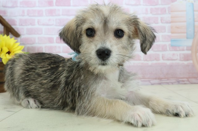 福岡県のハーフ犬・ミックス犬 (Coo&RIKU小倉店/2025年11月18日生まれ/男の子/ソルトペッパー)の子犬の2枚目の画像