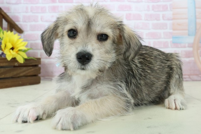 福岡県のハーフ犬・ミックス犬 (Coo&RIKU小倉店/2025年11月18日生まれ/男の子/ソルトペッパー)の子犬の3枚目の画像