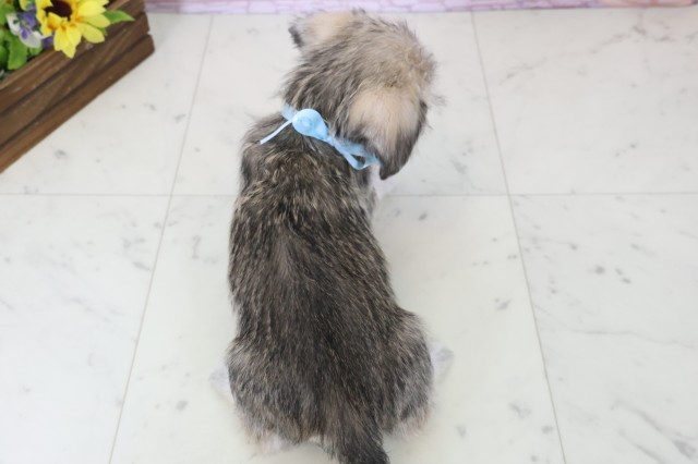 福岡県のハーフ犬・ミックス犬 (Coo&RIKU小倉店/2025年11月18日生まれ/男の子/ソルトペッパー)の子犬の4枚目の画像