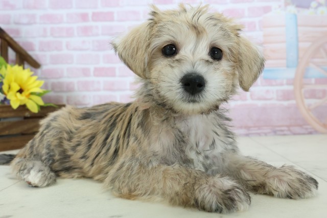 福岡県のハーフ犬・ミックス犬 (Coo&RIKU久留米店/2025年11月18日生まれ/女の子/ソルトペッパー)の子犬の2枚目の画像