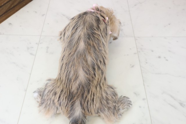 福岡県のハーフ犬・ミックス犬 (Coo&RIKU久留米店/2025年11月18日生まれ/女の子/ソルトペッパー)の子犬の4枚目の画像