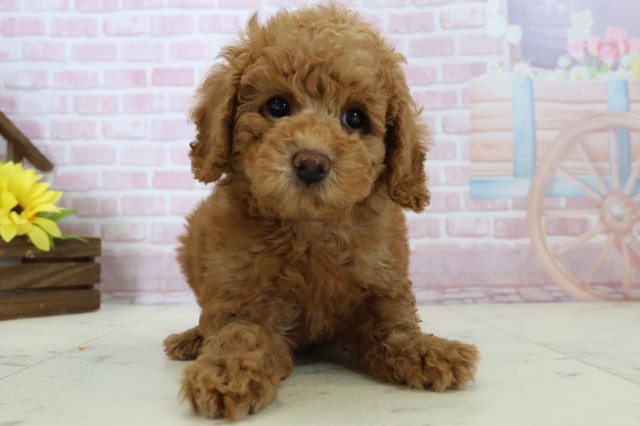 トイ・プードル