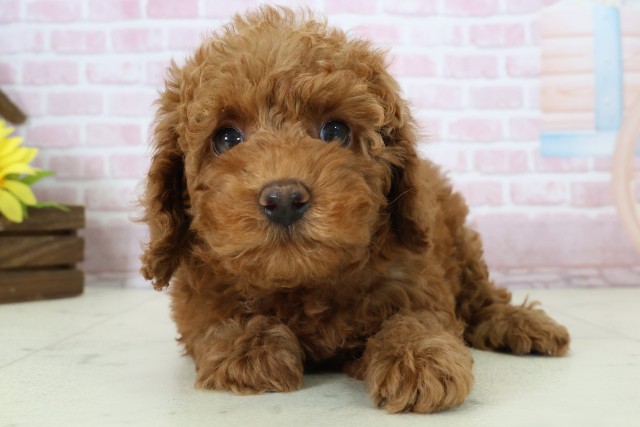 トイ・プードル