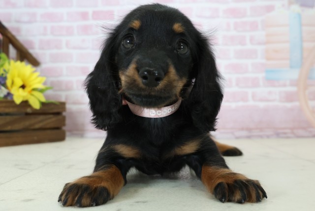 熊本県のミニチュアダックスフンド(ロング) (Coo&RIKU宇土シティモール店/2025年11月15日生まれ/男の子/ブラックタン)の子犬の1枚目の画像