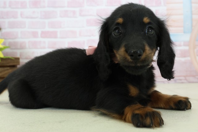 熊本県のミニチュアダックスフンド(ロング) (Coo&RIKU宇土シティモール店/2025年11月15日生まれ/男の子/ブラックタン)の子犬の2枚目の画像