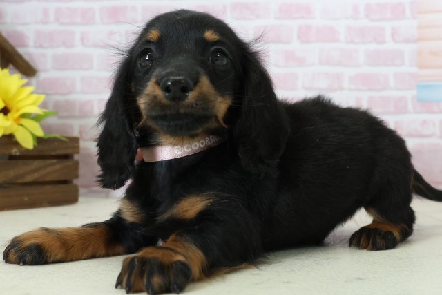 熊本県のミニチュアダックスフンド(ロング) (Coo&RIKU宇土シティモール店/2025年11月15日生まれ/男の子/ブラックタン)の子犬の3枚目の画像