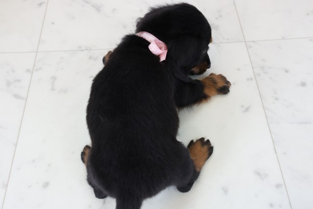 熊本県のミニチュアダックスフンド(ロング) (Coo&RIKU宇土シティモール店/2025年11月15日生まれ/男の子/ブラックタン)の子犬の4枚目の画像