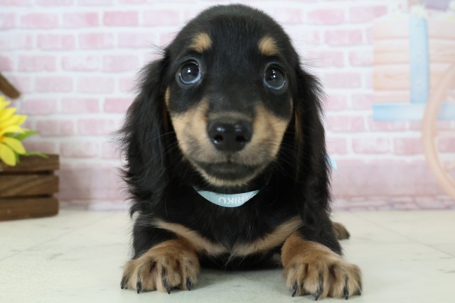 福岡県のミニチュアダックスフンド(ロング) (Coo&RIKU黒崎店/2025年11月15日生まれ/男の子/ブラックタン)の子犬の1枚目の画像