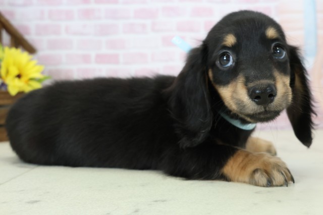 福岡県のミニチュアダックスフンド(ロング) (Coo&RIKU黒崎店/2025年11月15日生まれ/男の子/ブラックタン)の子犬の2枚目の画像