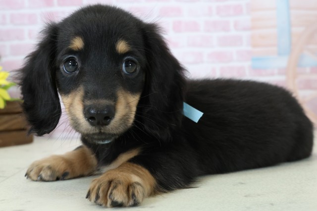 福岡県のミニチュアダックスフンド(ロング) (Coo&RIKU黒崎店/2025年11月15日生まれ/男の子/ブラックタン)の子犬の3枚目の画像