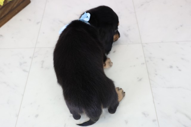 福岡県のミニチュアダックスフンド(ロング) (Coo&RIKU黒崎店/2025年11月15日生まれ/男の子/ブラックタン)の子犬の4枚目の画像