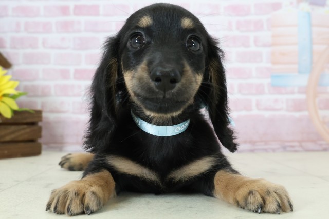 熊本県のミニチュアダックスフンド(ロング) (Coo&RIKU熊本店/2025年11月15日生まれ/男の子/ブラックタン)の子犬の1枚目の画像