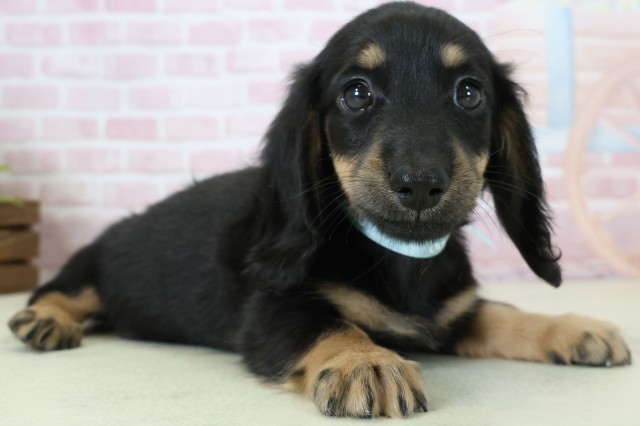 熊本県のミニチュアダックスフンド(ロング) (Coo&RIKU熊本店/2025年11月15日生まれ/男の子/ブラックタン)の子犬の2枚目の画像