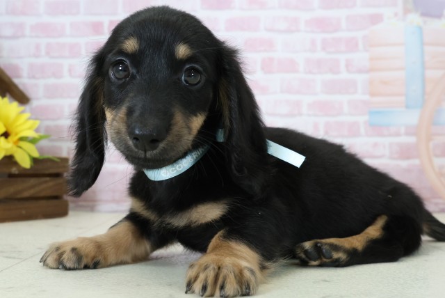 熊本県のミニチュアダックスフンド(ロング) (Coo&RIKU熊本店/2025年11月15日生まれ/男の子/ブラックタン)の子犬の3枚目の画像