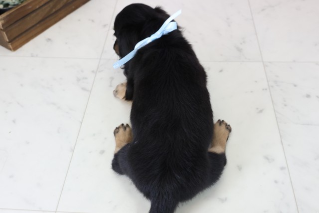 熊本県のミニチュアダックスフンド(ロング) (Coo&RIKU熊本店/2025年11月15日生まれ/男の子/ブラックタン)の子犬の4枚目の画像