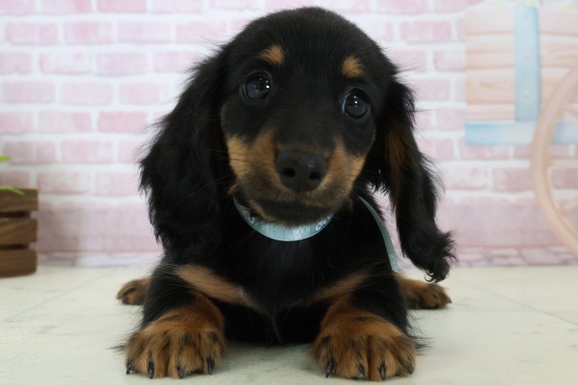 熊本県のミニチュアダックスフンド(ロング) (Coo&RIKUカリーノ玉名店/2025年11月15日生まれ/男の子/ブラックタン)の子犬の1枚目の画像